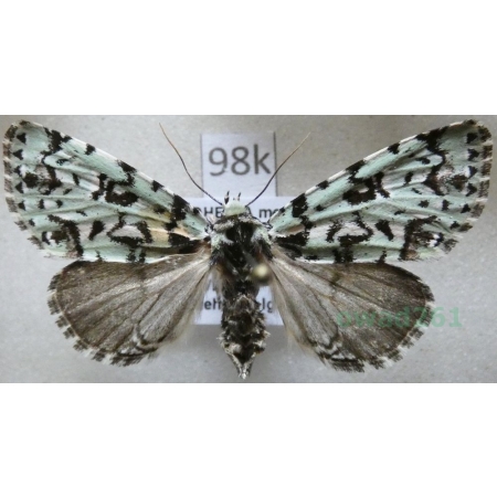 Moma alpium (Osbeck, 1778) Pyszałek orion Czech98k